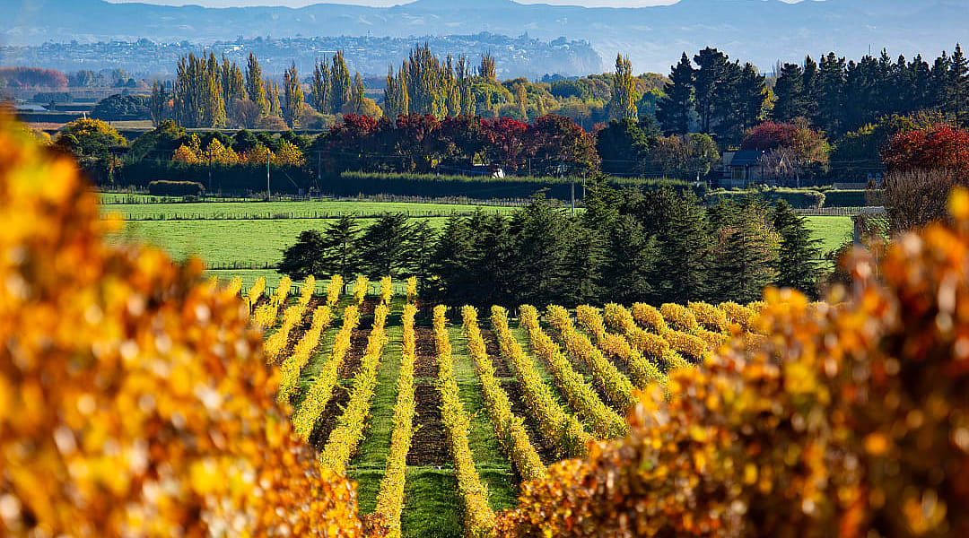 Lush vineyard rows stretch towards distant mountains under a partly cloudy sky in Hawke's Bay, New Zealand, capturing the region's scenic landscape and winemaking charm