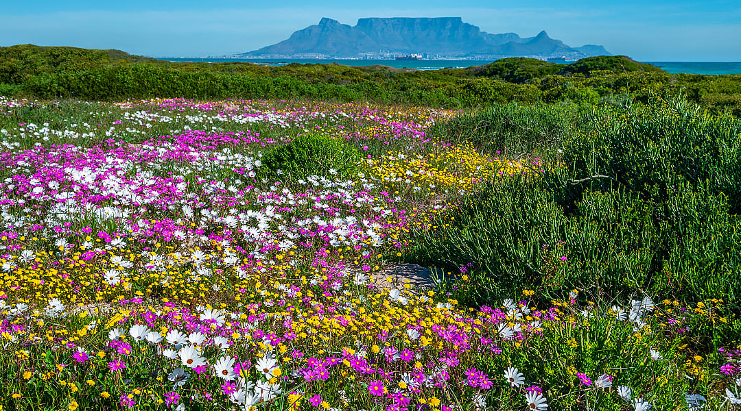 Wildflower blooming in Cape Town, South Africa