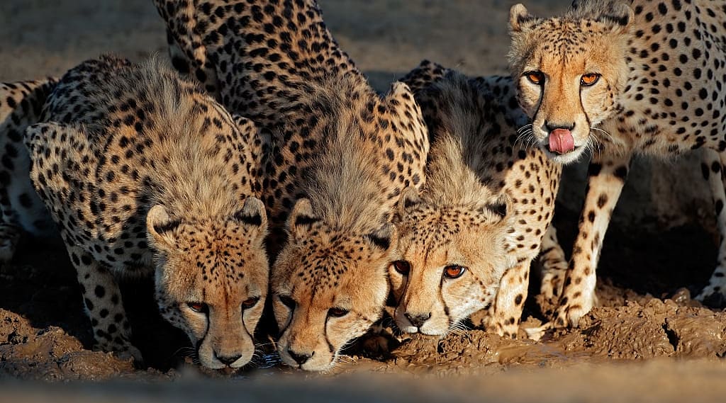 Cheetahs drinking at a watering hole in the Kalahri Desert, South Africa