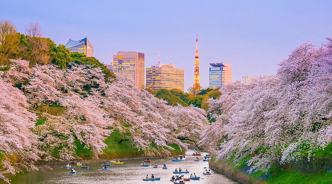 People boating on moat at Chidorigafuchi park during cherry blossom season in Tokyo, Japan