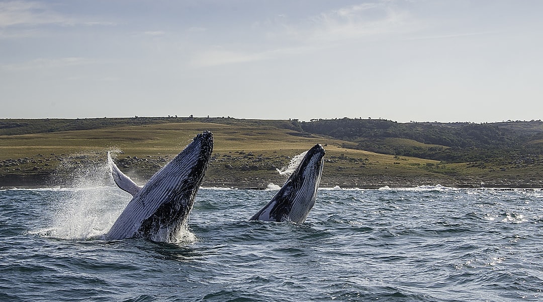 Two humback whales breaching off the Wild Coast in the Eastern Cape of South Africa