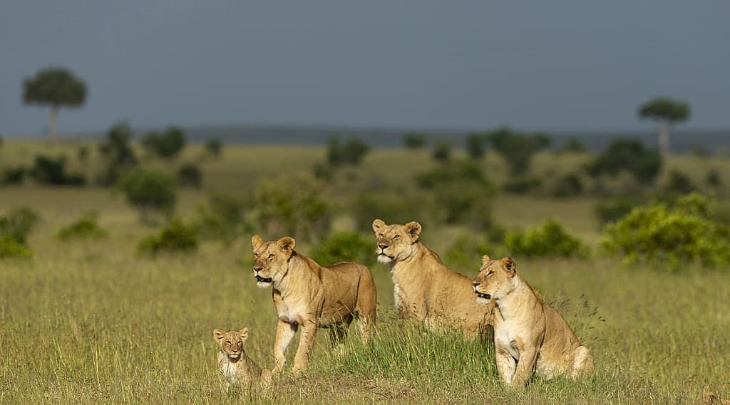 Lions in Maasai Mara National Park, Kenya