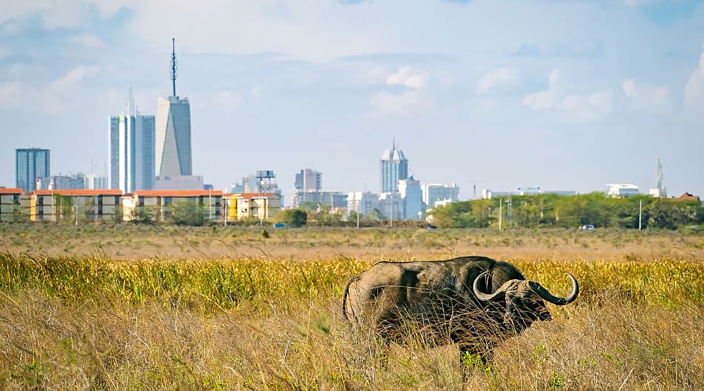 Buffalo in Nairobi National Park, Kenya