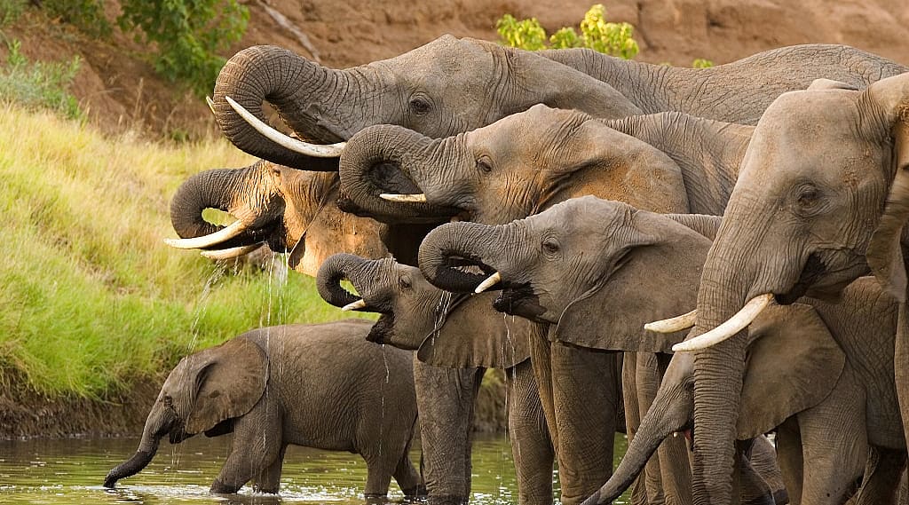 Herd of African Elephants in Botswana