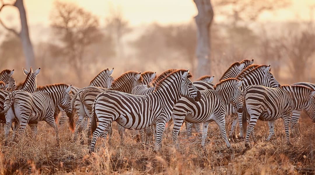 Burchell's zebras in Kruger National Park.