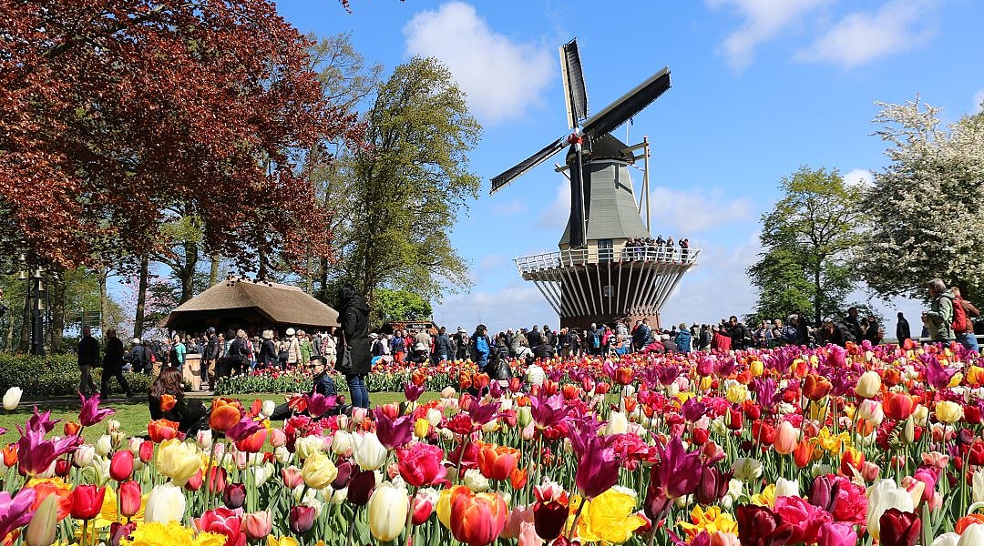 Colorful tulip garden at Tulip Festival Amsterdam with a windmill and visitors on a bright spring day