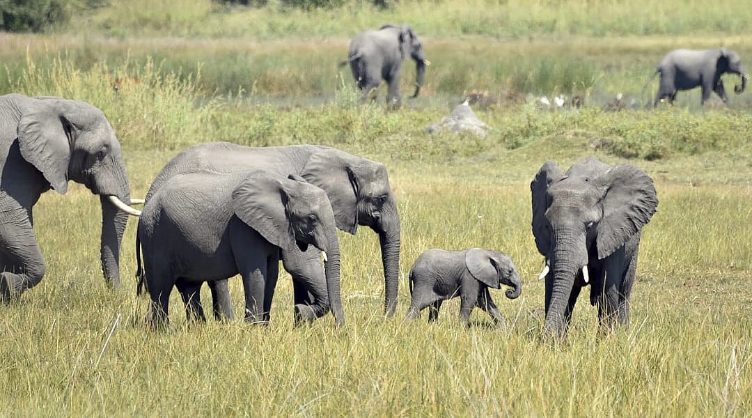 Herd of elephants in Selinda Reserve, Botswana