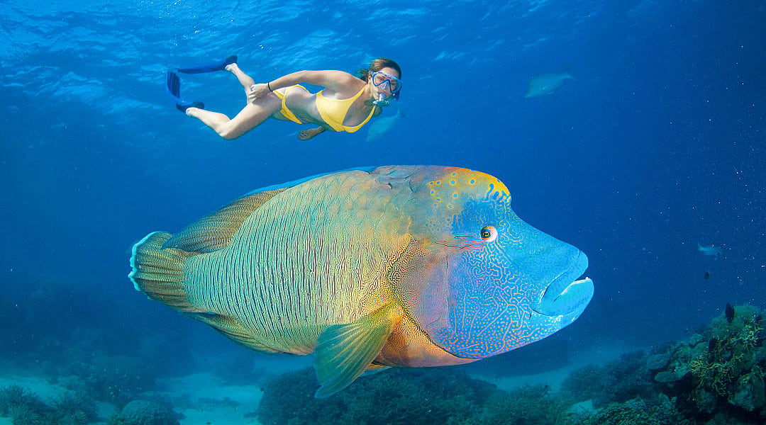 Woman snorkeling along side a maori wrasse in the Great Barrier Reef, Australia