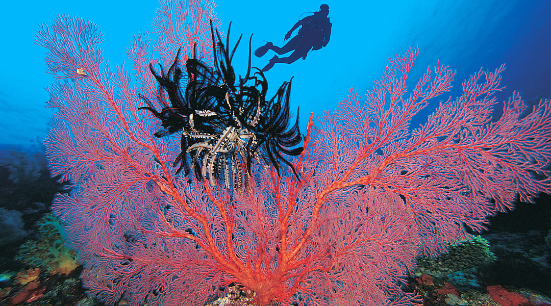 A diver takes to the water in Indonesia