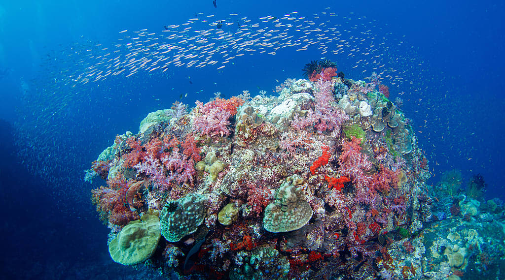 Colorful coral and fish in the Great Barrier Reef, Australia