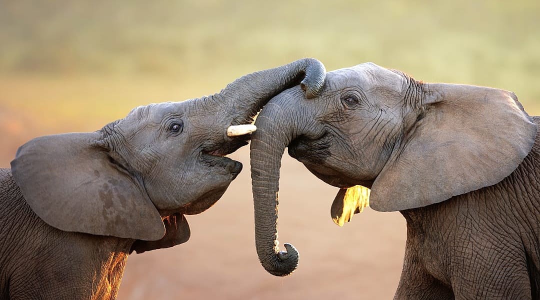 Addo Elephant Park elephant calves playing