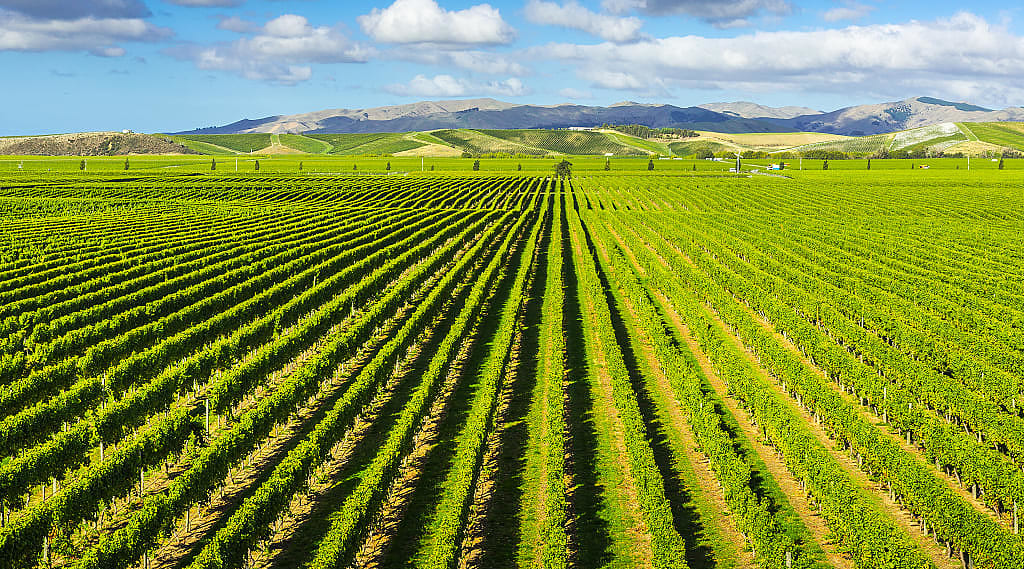 Vineyards in Marlborough, New Zealand