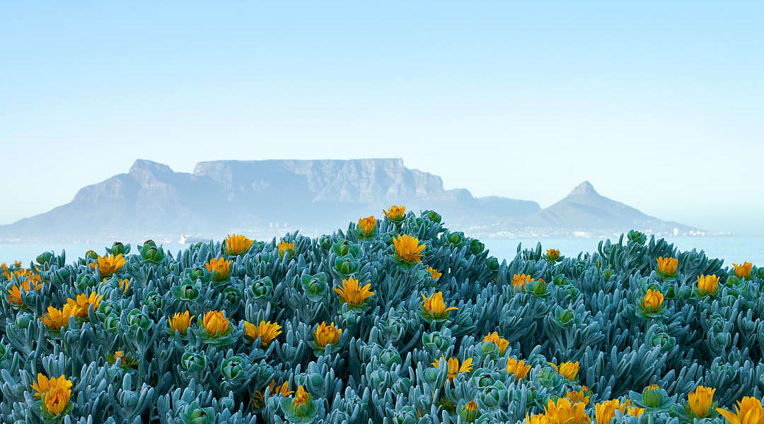 Carpet of wildflowers with Table Mountain in the background.