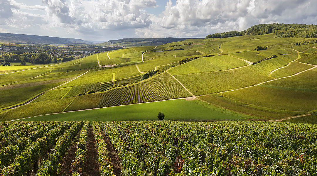 Vineyard in the hills of Burgundy, France.