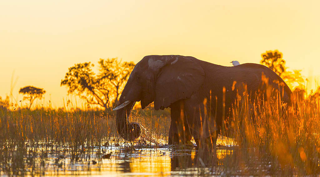 Elephant in the Okavango Delta, Botswana