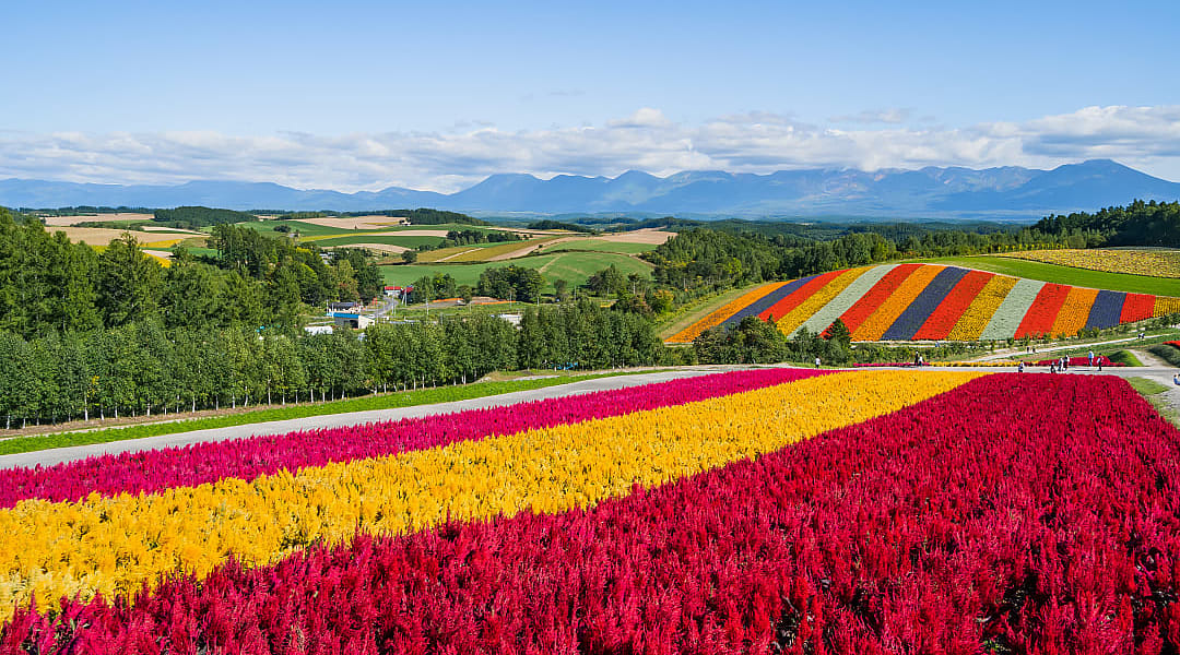 Blooming flower fields in Bei countryside of Hokkaido, Japan