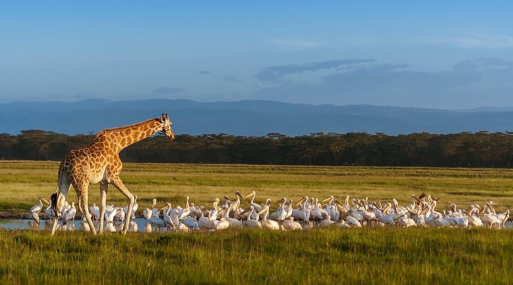 Rothschild's giraffe and pelicans at Lake Nakuru in Kenya