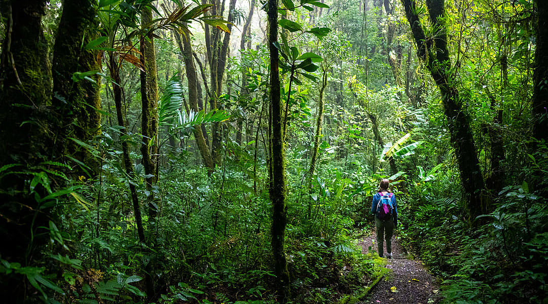 Hiking in Monteverde Cloud Forest in Costa Rica