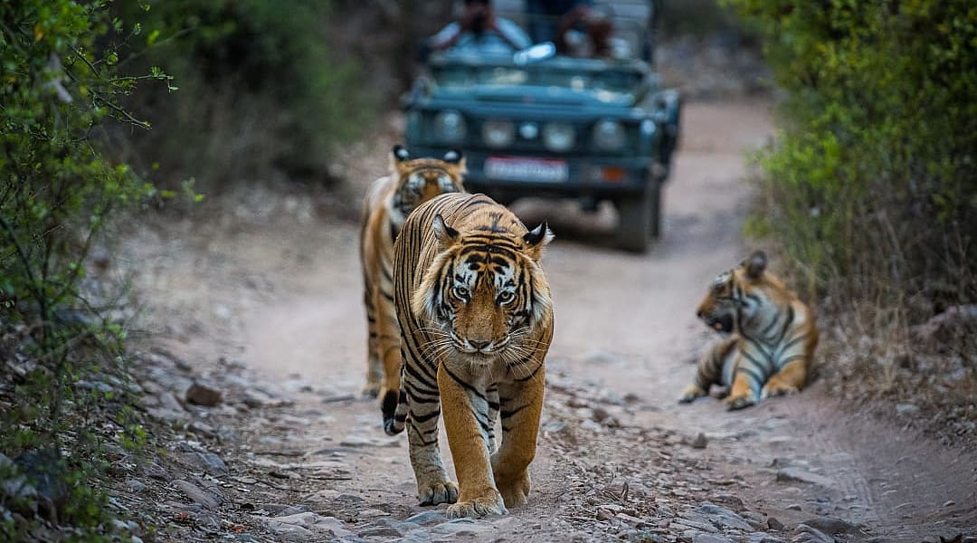 Bengal tiger walking along forest trail in Ranthambore National Park as safari vehicle follows behind