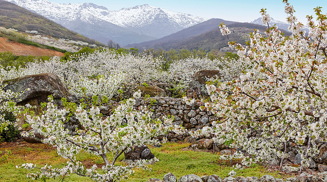 Cherry Blossoms in Jerte Valley, Spain