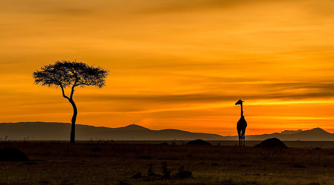 A lone giraffe and acacia tree during a sunset in the savanna.