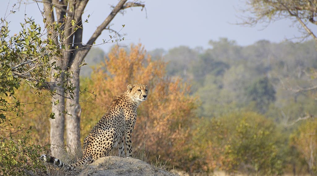 Cheetah in Sabi Sands Private Game Reserve, South Africa