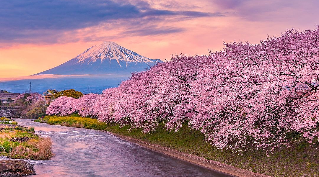 Cherry blossoms line the river with Mt Fuji in the distance