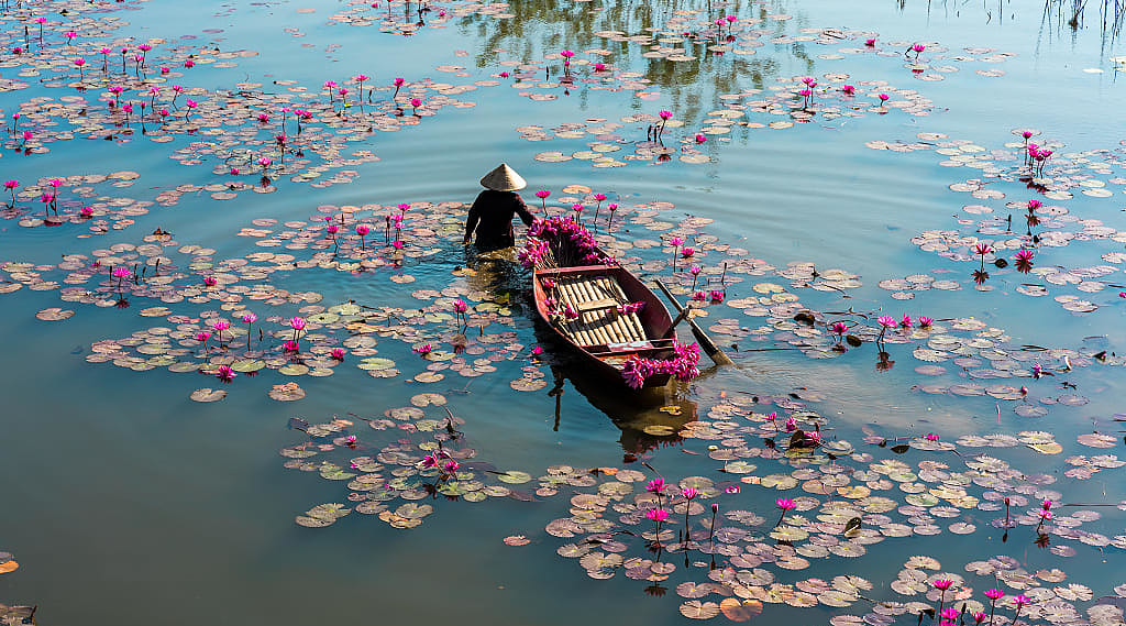 Farmer with boat harvesting waterlilies on the Yen River in Ninh Binh, Vietnam
