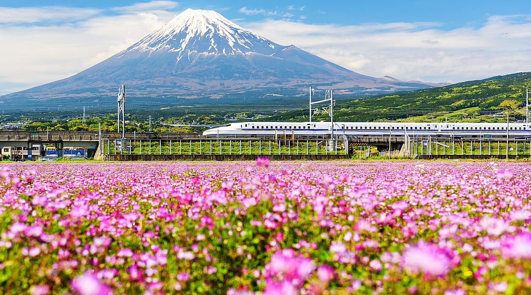 Tokaido Shinkanzen, Japanese bullet train, passing Mt. Fuji with spring flowers in the foreground