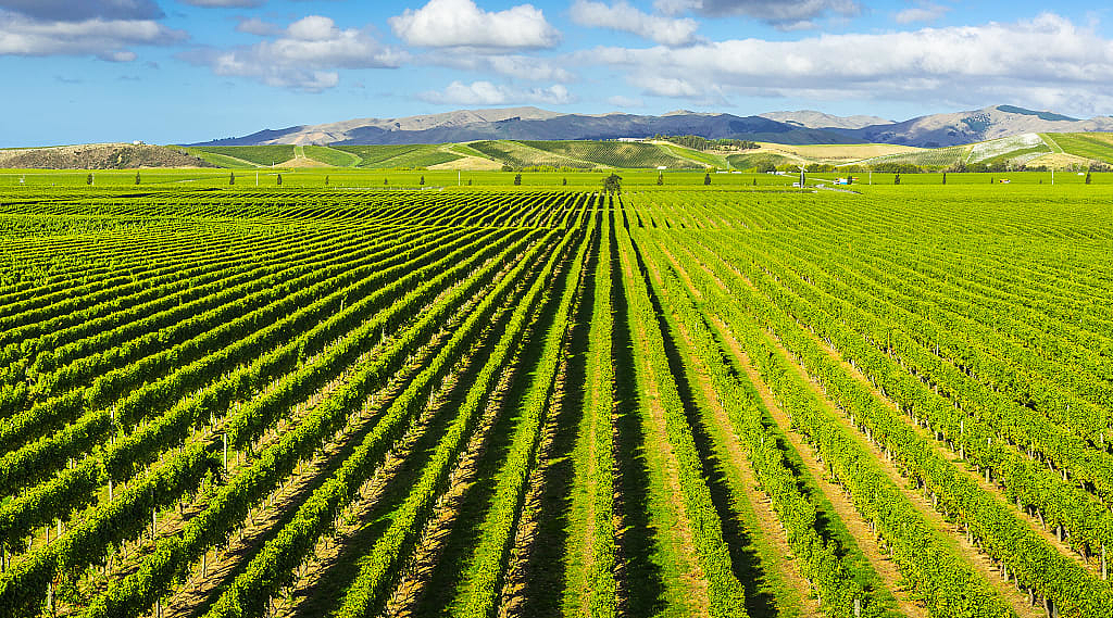 Vineyards in Marlborough, New Zealand