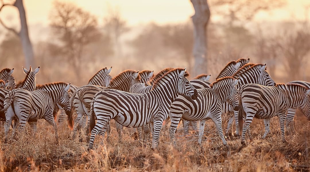 Burchell's zebras in Kruger National Park.