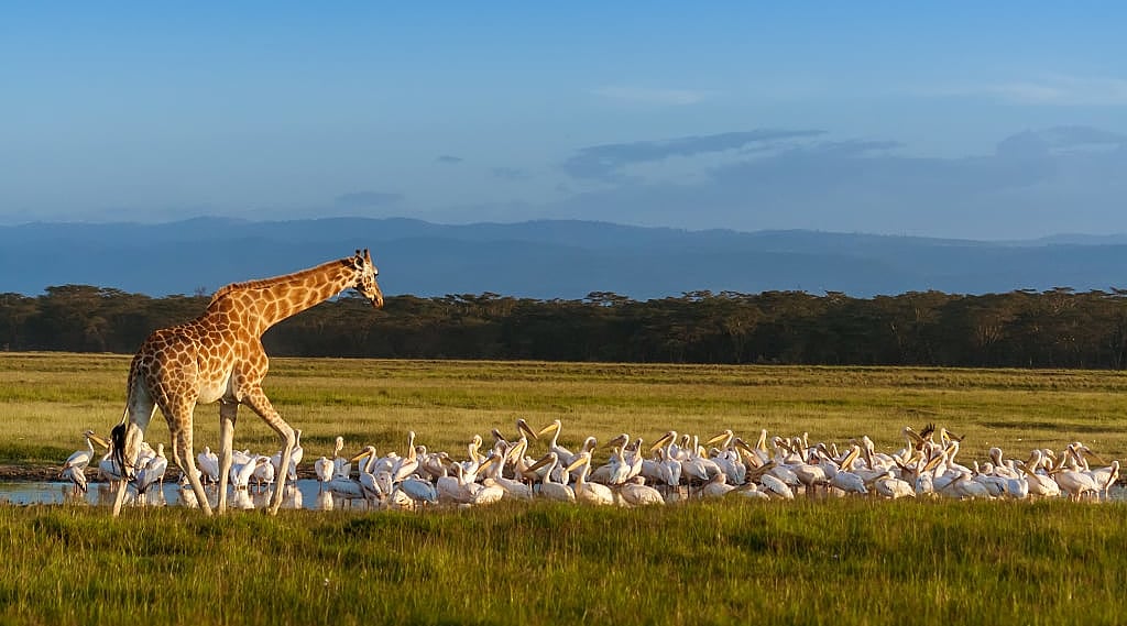 Rothschild's giraffe and pelicans at Lake Nakuru in Kenya