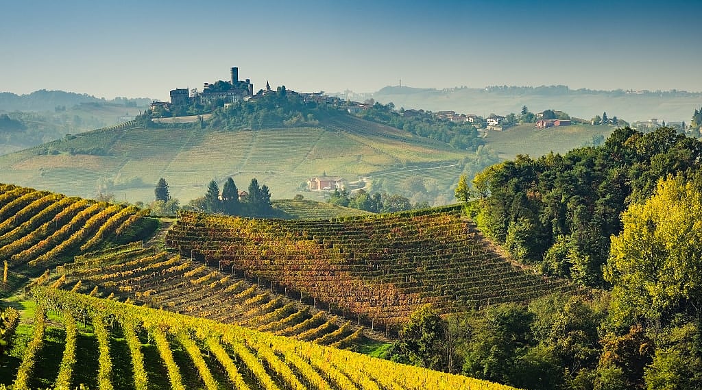 Vineyards in autumn, Langhe, Piedmont