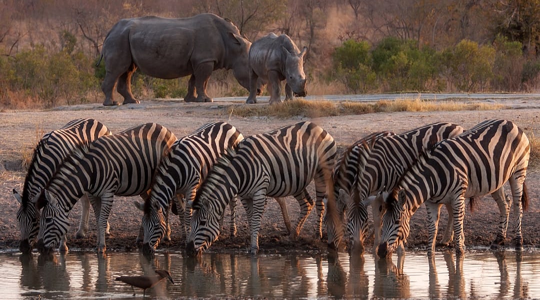 A herd of zebras and two rhinos at a watering hole.