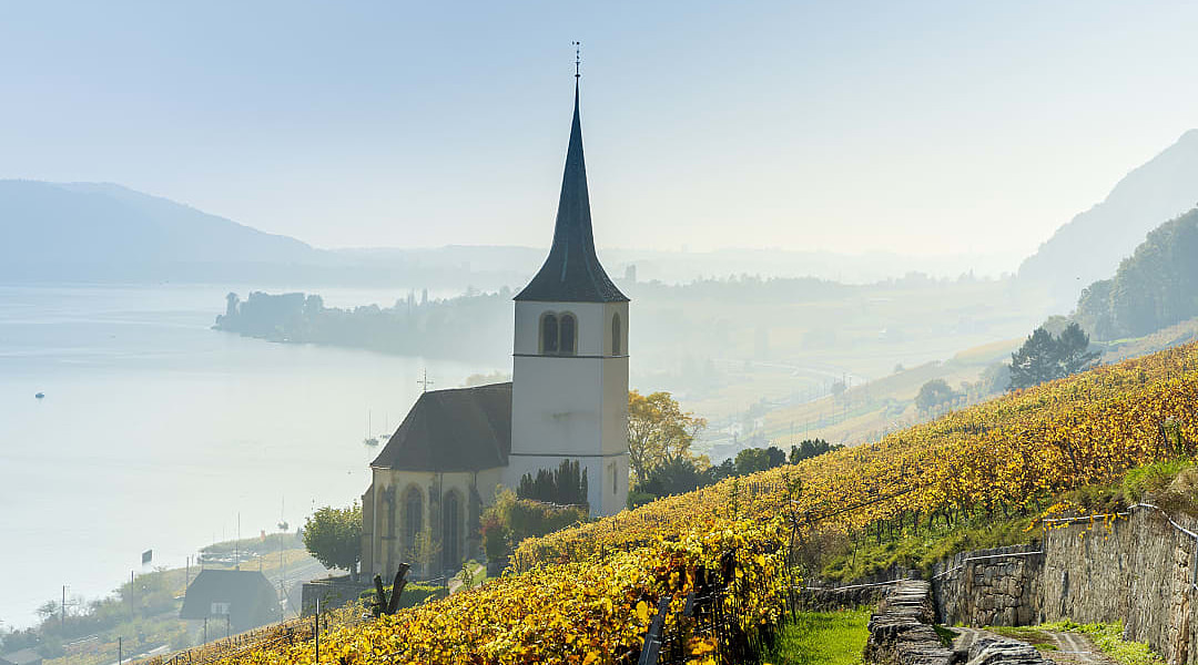 Vineyards of the Lake Biel in Switzerland