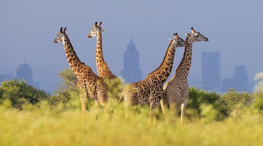 Nairobi National Park with the city skyline in the background