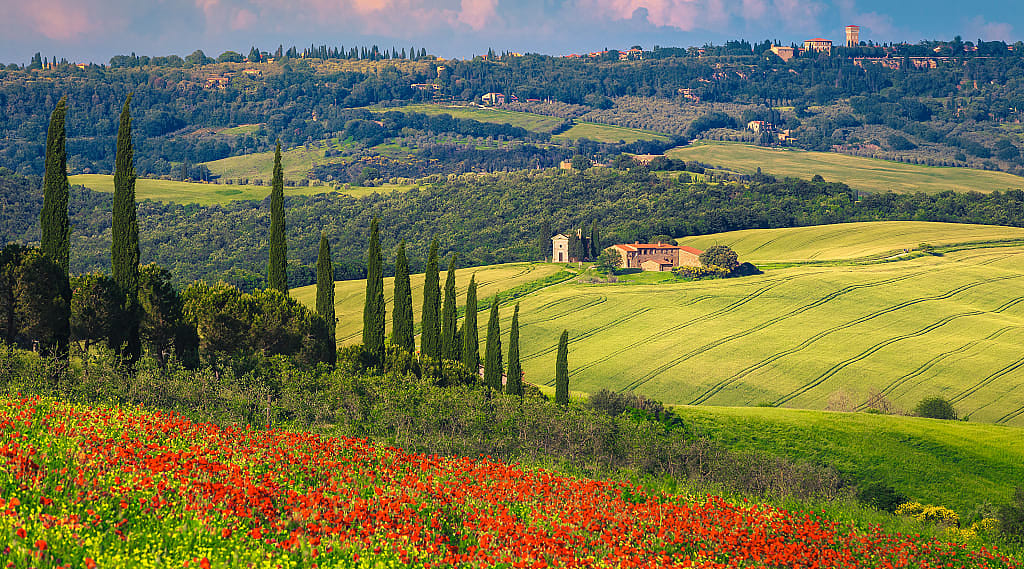 Summer Tuscany scenery with red poppy flowers and grain fields surrounding cute Vitaleta chapel and Pienza on the hill in Italy