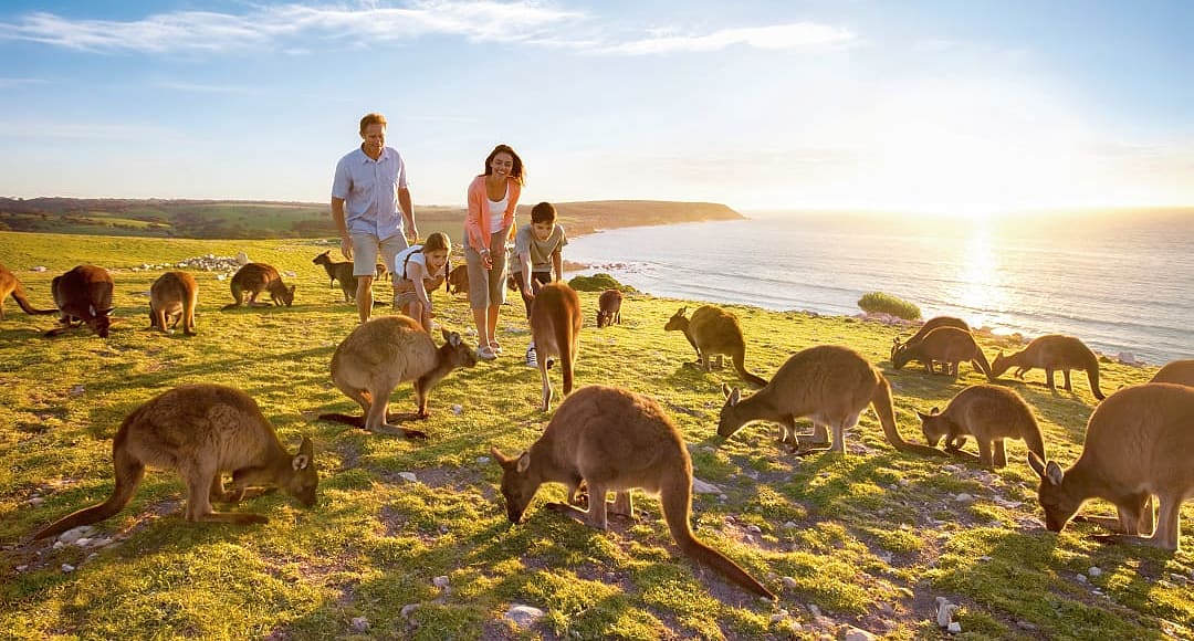Family with kangaroos at Waves & Wildlife, North Coast Kangaroo Island, South Australia