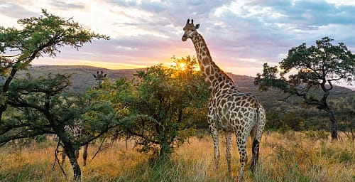 safari africa