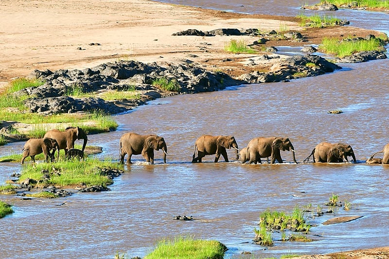 Kruger National Park. Elephants cross the river. South Africa.