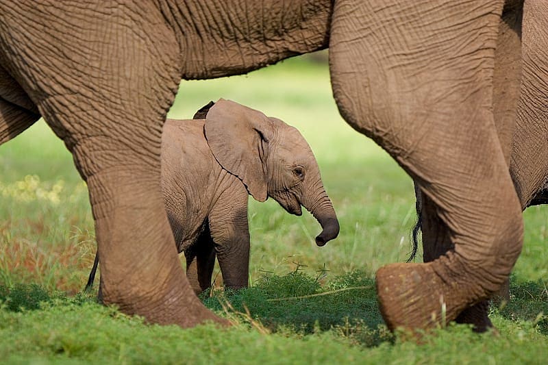 Elephant calf walking with its mother