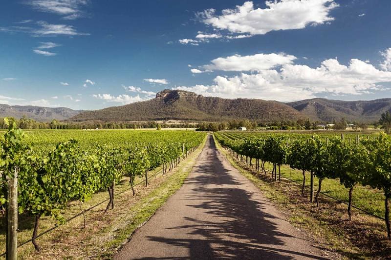 Romantic Tour: Australia for Couples australia hunter valley road through a vineyard with hills in the background