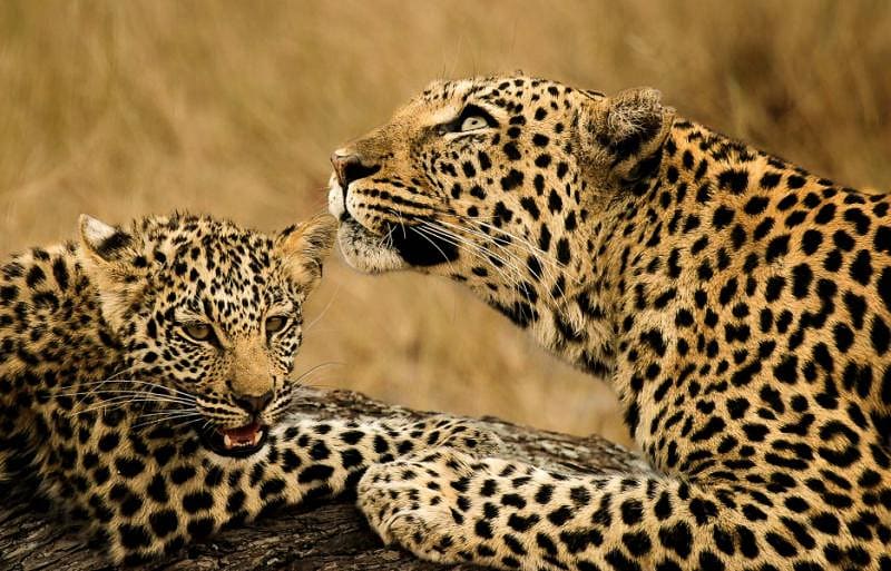 Female leopard lying next to her leopard cub | Kenya