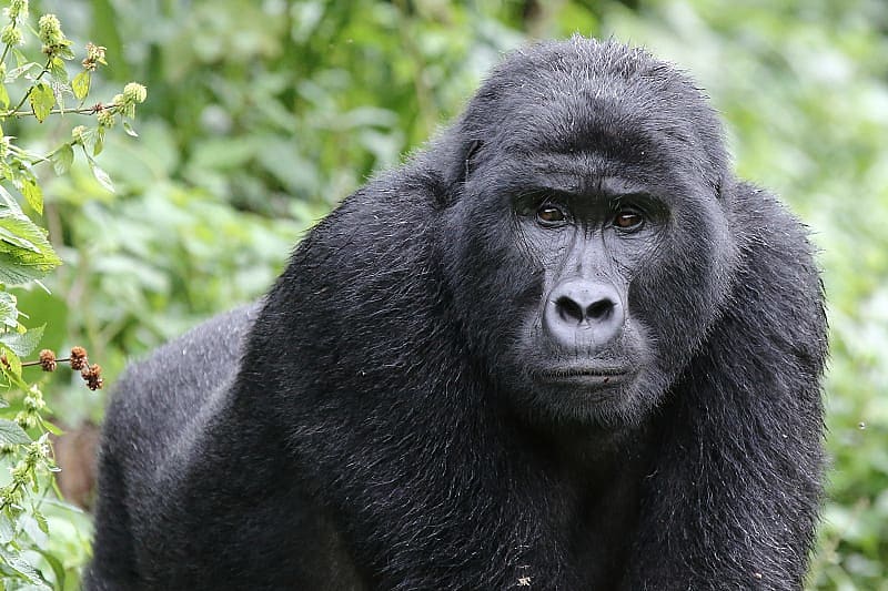 Mountain gorilla in Africa