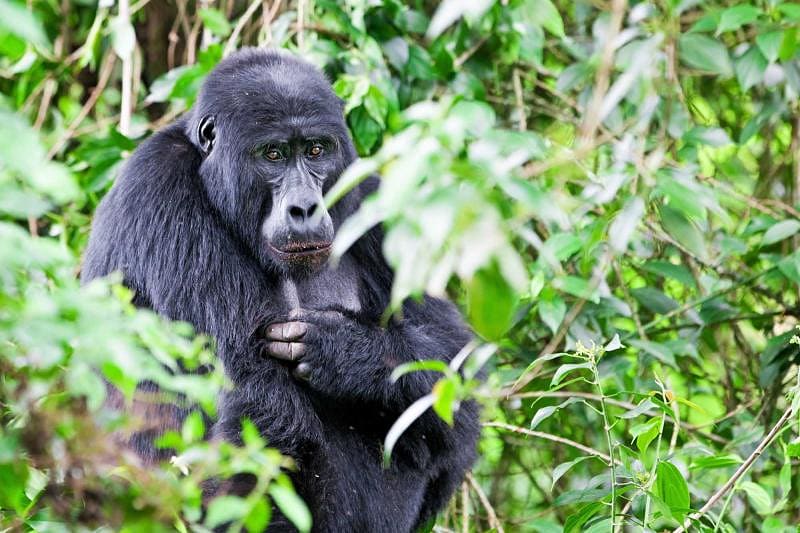 Gorilla in Bwindi National Park, Uganda
