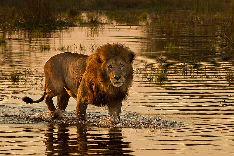 Lion wading in waters of the Okavango Delta, Botswana