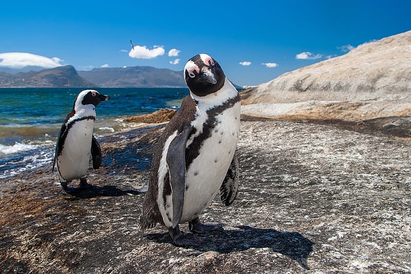 Penguins on Boulders Beach near Cape Town, South Africa