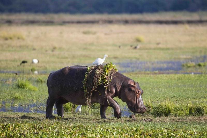 A wandering hippo in Zimbabwe.