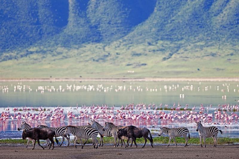 Zebras, wildebeests, and flamingos in the Ngorongoro Crater, Tanzania