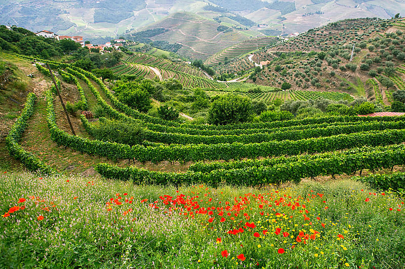 Vineyards on the hills of the Douro Valley, Portugal